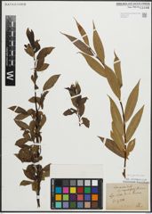 Foto von Salix pentandra L.